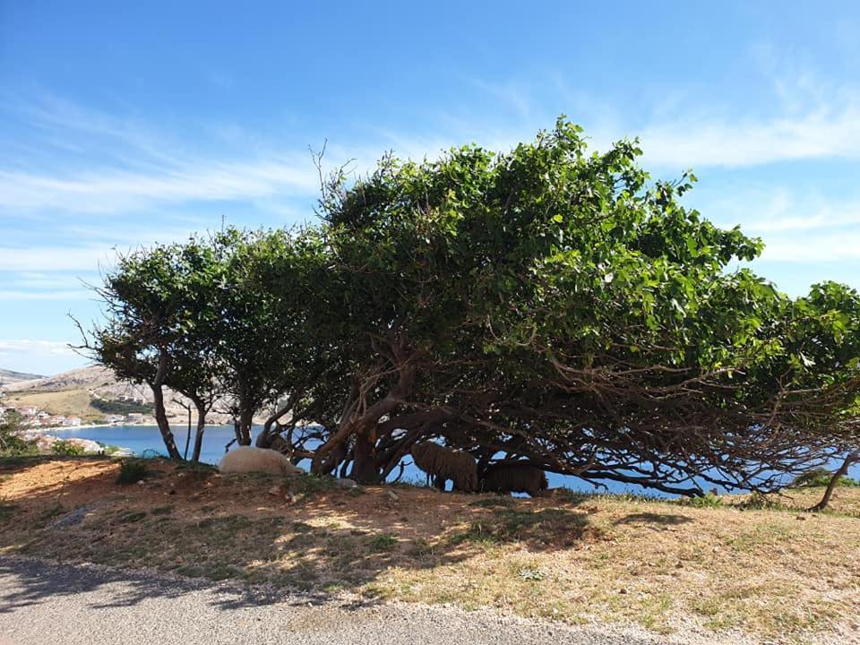Apartmani Dalmatinka Metajna Exteriér fotografie